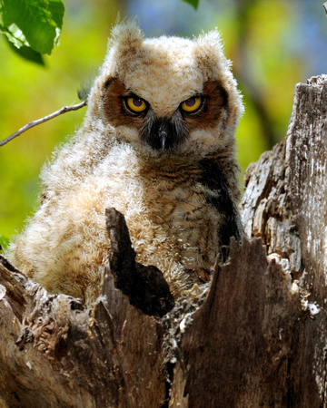 Great Horned Owlet.