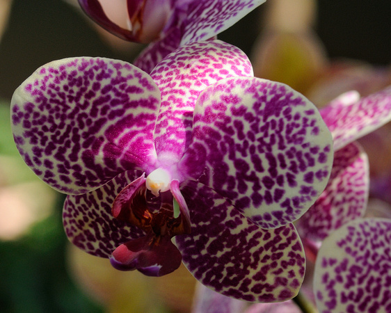 NYBG Orchid Show 2011