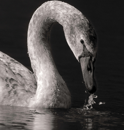 Oakland Lake Swan